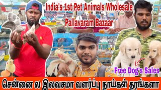 Free Dogs In Chennai Friday Market #pallavaramfridaymarket #chennaimarket #sundaymarket #birds