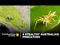 Animal Adaptations and Hunting Strategies