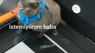 Babasına Küsen Kedi