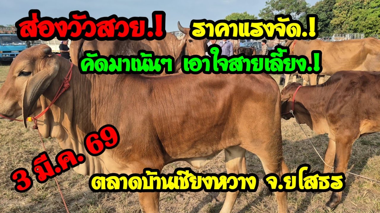 ราคาวัววันนี้ 3 มี.ค. 69 ตลาดนัดบ้านเชียงหวาง จ.ยโสธร#เปิดราคาวัวงามน่าซื้อ#ซื้อขายวัวงามน่าเลี้ยง