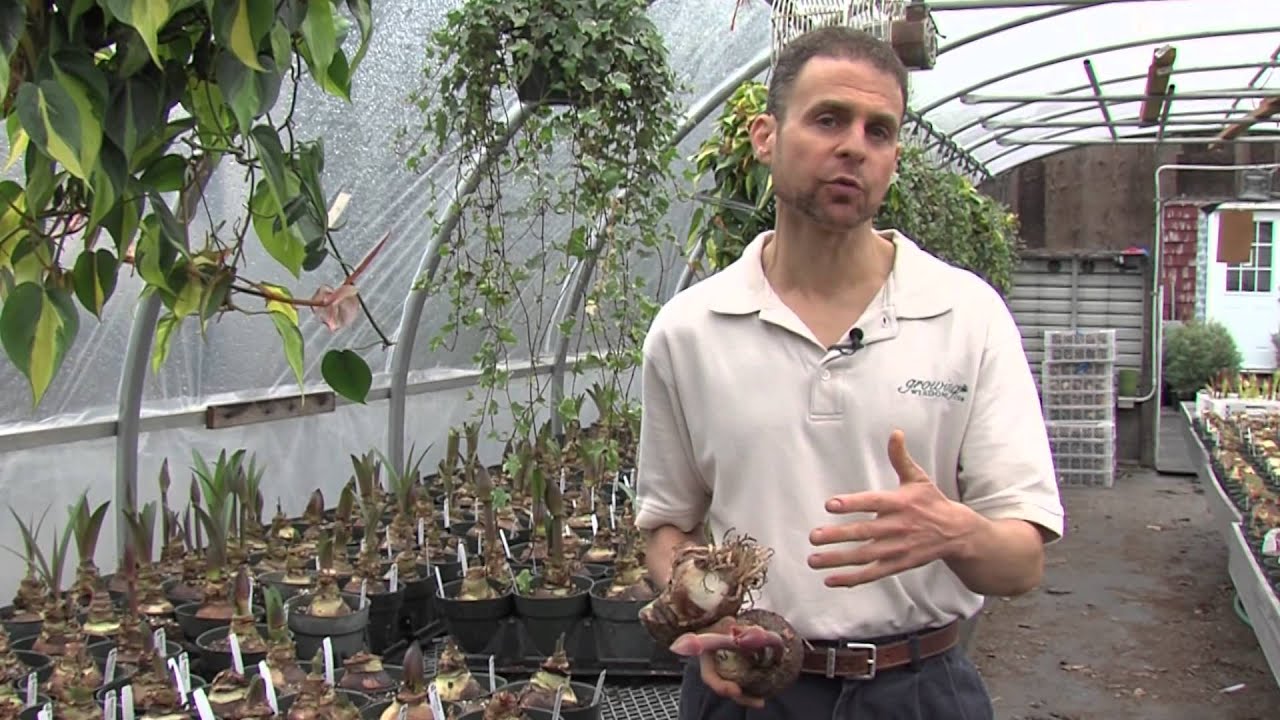 Выращивание луковиц амариллиса