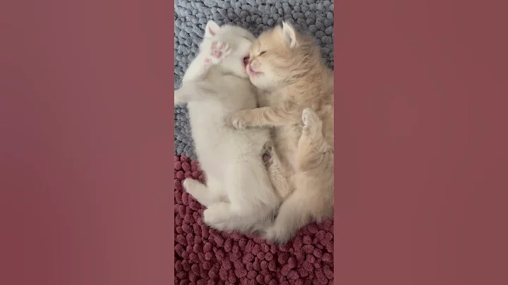 Video 7937411: british longhair cat kittens, cute british longhair kitten, lovely british cat