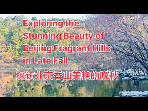 【Travel in Beijing 】 Exploring the Beautiful Autumn in Fragrant Hills ...