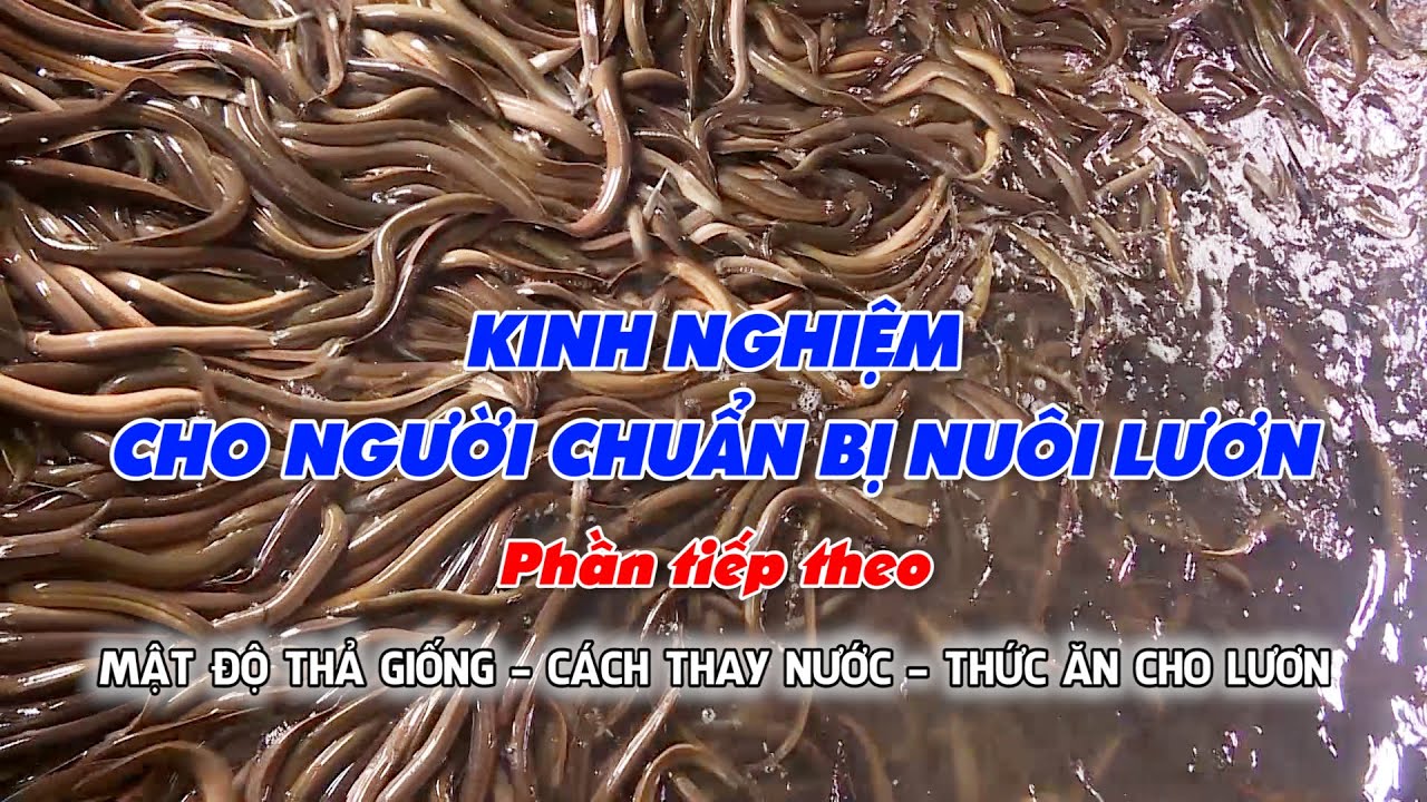 Kinh nghiệm cho người chuẩn bị nuôi lươn phần tiếp theo | Thủy sản