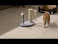 Improbable playground: Tiny scratch post unleashes epic feline frolics || WooGlobe