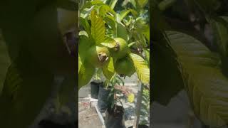 Japan Guavaperaterrace Garden