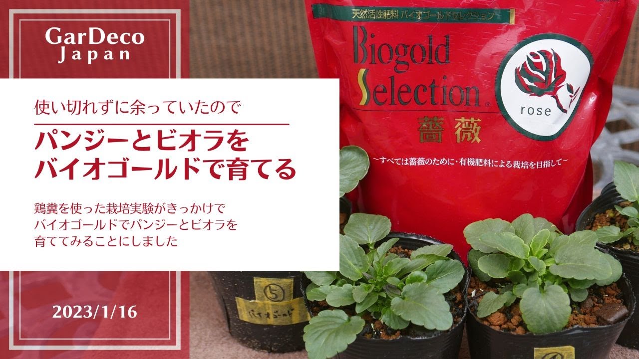 【高級肥料】パンジーとビオラをバイオゴールドで育てる