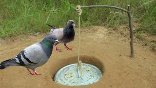 Modern Bird Trap Technique New Unique Bird Trap Using Pot Cover
