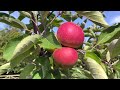 High yields from young fruit trees