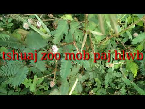 Video: Suab Paj Hlwb Zoo Tshaj Plaws