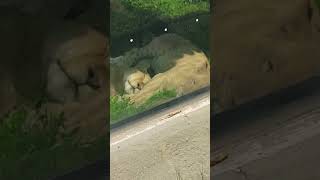 Baby Lion Cubs Snuggled Together In Detroit Zoo