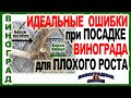 🍇 2 КЛАССИЧЕСКИЕ ОШИБКИ при посадке саженцев ВИНОГРАДА. От ЭТОГО Ваш ВИНОГРАД ПЛОХО растет!.