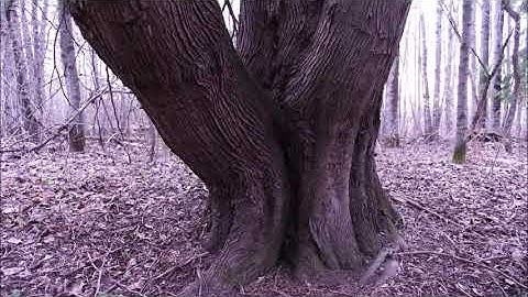 Blender Photogrammetry Test