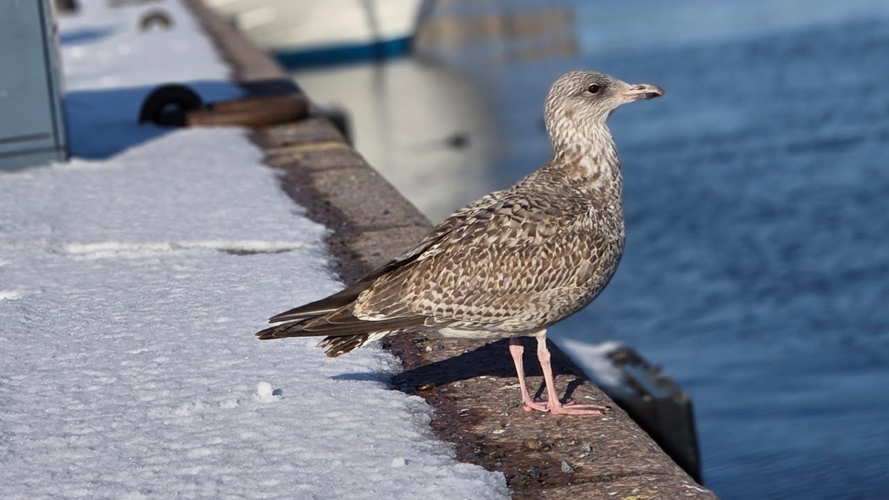 #Stockholm-Sweden #frozen lake#swan