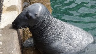 Seals at Kolmården Zoo by Frida 231 views 7 years ago 6 minutes, 9 seconds