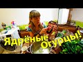 Обалденные Маринованные Огурчики с Кетчупом Чили!!!