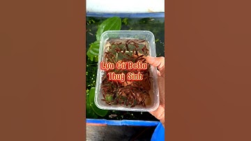 Lựa Cá Betta Thuỷ Sinh | #cabetta #datbetta #bettafish #cabettadep #betta