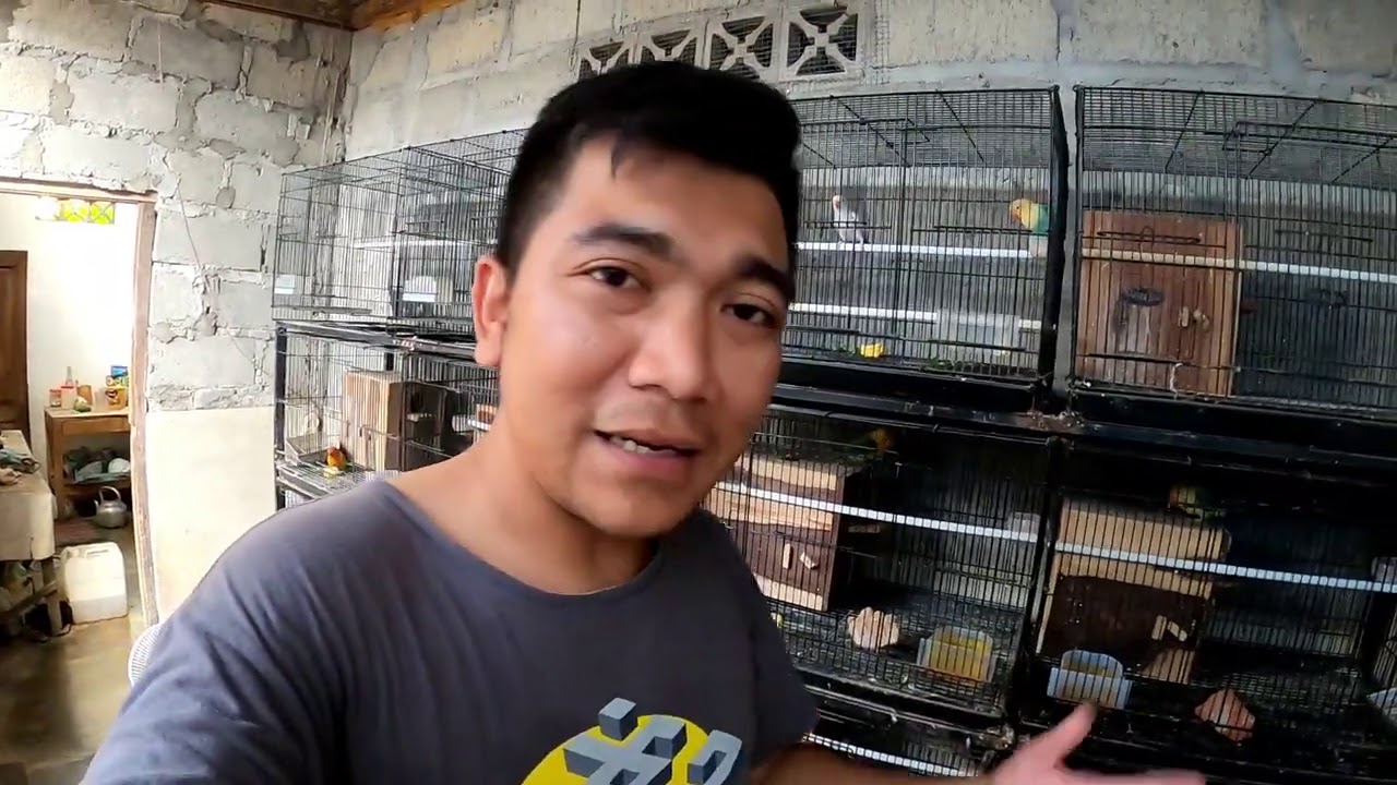 MAKANAN BURUNG LOVEBIRD BUAT TERNAK YANG BAGUS 