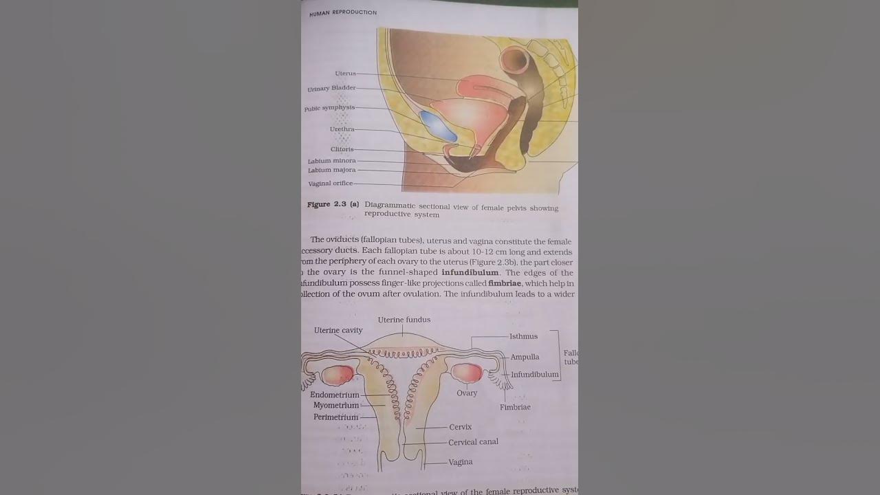 Biology class 12 chapter 2 part 3 figures youtube