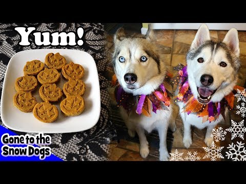 Pumpkin Spice Muffins for Dogs | Homemade Dog Treats Recipe 109 | DIY Dog Treats