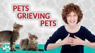 Do Pets Mourn the Death of Another Pet? | The Rainbow Bridge