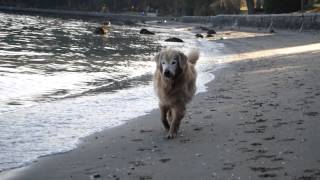 A Thousand Years  Tribute Video for My dog, Fido