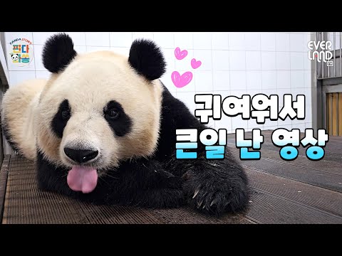 [ENG] 아이바오&amp;송바오 꿀뚝뚝 사랑의 대화 #미공개영상 #판다와쏭