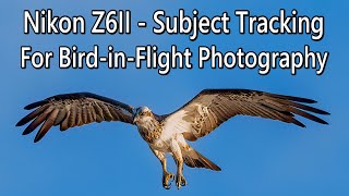 Nikon Z6II  Subject Tracking for Birdinflight Photography
