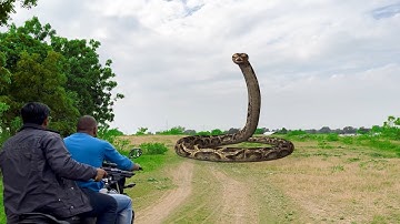 T Rex Chase Short Film Part 5