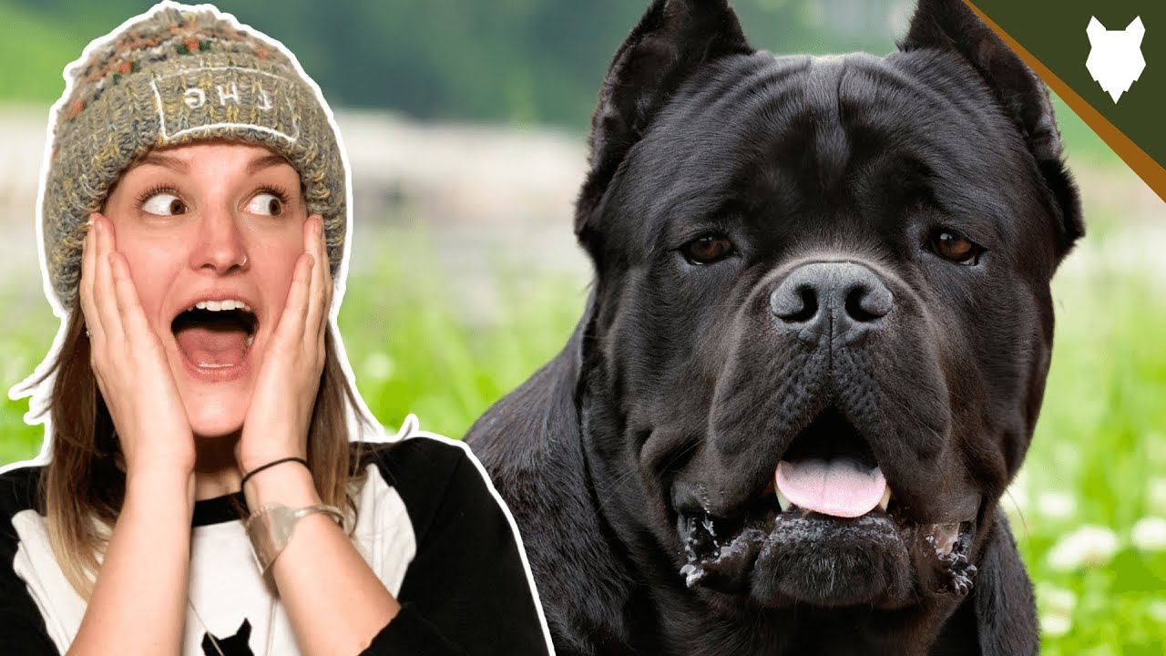 ARE CANE CORSO GOOD GUARD DOGS? YouTube