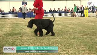 Leeds Championship Dog Show 2022 Working Veteran Group by ShowdogMedia 40 views 1 year ago 7 minutes, 57 seconds