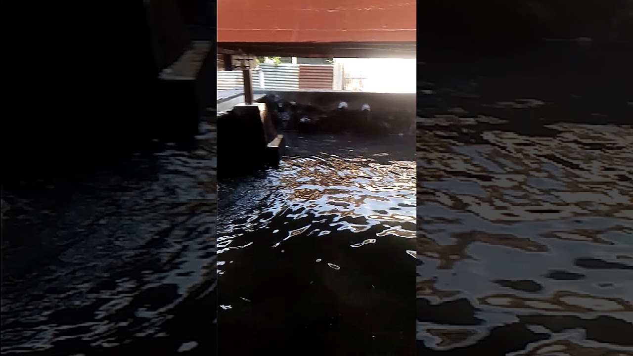 Kolam ikan koi minimalis di bawah pondok YouTube