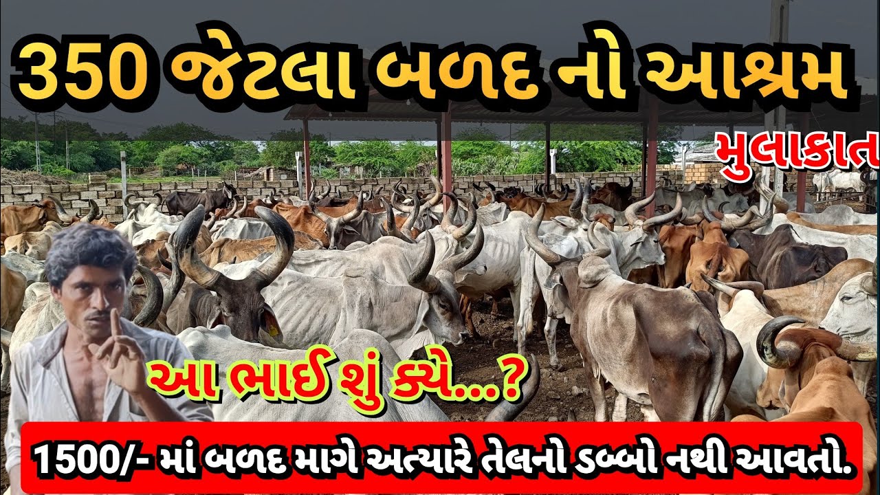 બળદ આશ્રમ ૩૫૦ જેટલા બળદ ની સેવા #villagelife #ox #farming