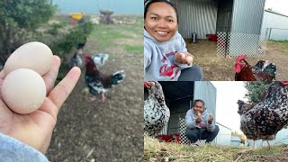 Great News! Our Chickens Laying eggs for the first time | Lizzy81 Dawkins