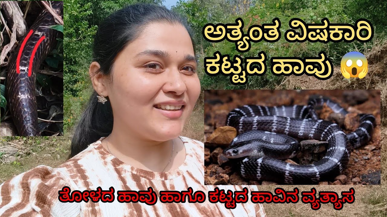 ವಿಷಕಾರಿ ಕಟ್ಟು ಹಾವು 🐍 ಬಂದಿದೆ 😱 ತೋಳದ ಹಾವು ಹಾಗೂ ಕಟ್ಟು ಹಾವಿನ‌ ವ್ಯತ್ಯಾಸ!! ಹಾವು ಮನೆಗೆ ಬಂದರೆ ?