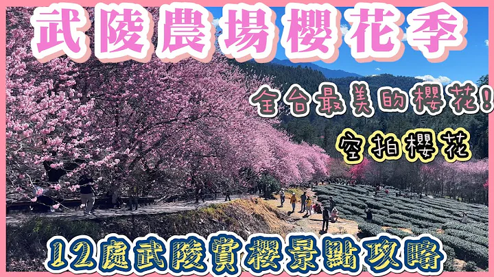 2023 武陵农场樱花季 I 12个武陵农场赏樱景点攻略 必拍的“隘口樱花林”“茶园秘境”“妙高台”及“古松樱花带”I 挑战4小时拍完武陵农场12个赏樱景点 I 武陵农场空拍 - 天天要闻