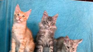 Мейн-Кун котята питомник Silver Lynx Мейн-Кун котята питомник Silver Lynx