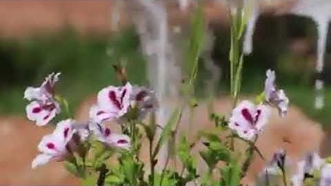 امسيه زجليه فلسطينيه