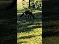 #fox in the backyard. #random 1 #shorts
