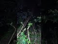 真夜中の森で正体不明の“何か”に見られながら車中泊/Car Camping in a Forest at Midnight While Something Unknown Watches Me