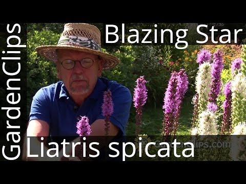 Video: Liatris Spikelet (33 Nuotraukos): Sodinimas Ir Priežiūra Atvirame Lauke. Liatris Spikelet 