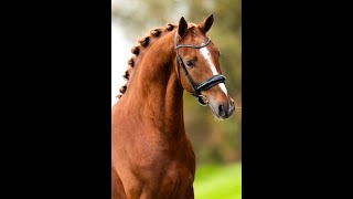 Download Lagu Toto O'Bala KH - Longeren MP3