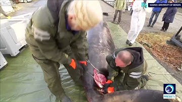 Strange Addictions Whale