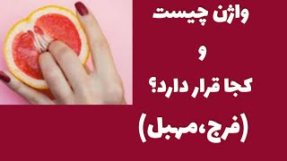 واژن چیست |واژن کجاست |همه چیز در مورد واژن |واژن |لیسیدن واژن