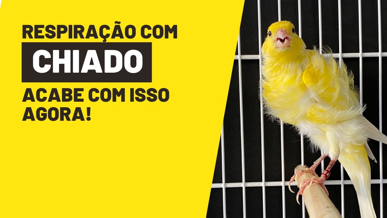 MEU CANÁRIO ESTÁ COM CHIADO NA RESPIRAÇÃO. O que fazer agora? - YouTube