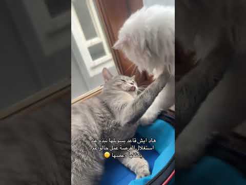 شوفو الخبيث شو عملا  اكسبلور قطط