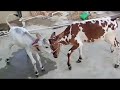 Delfoodcattle viralreels mashaallah sultan bijli rooffarm viral cow active