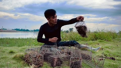 Vùng Đất Này Vẫn Còn Nhiều Chuột Cống Khủng || Rats are very ferocious