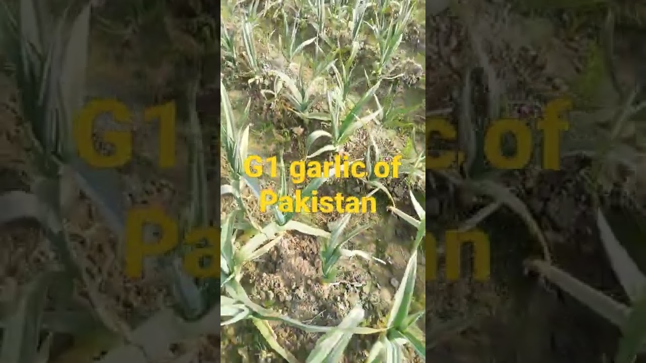 G1 garlic of Pakistan| new variety of Garlic| 