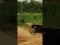 The Tables Turn Buffalo Launches Lioness into the Air!